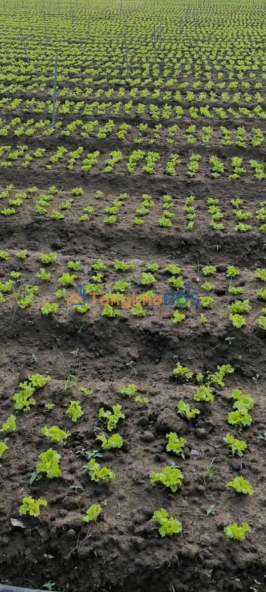 Đất vườn Lạc Xuân Đơn Dương 5000m² - Nghỉ dưỡng lý tưởng