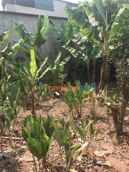 Đất nền Him Lam Điện Biên 299m² sổ đỏ chính chủ