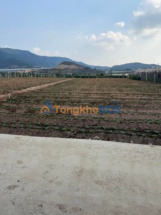 Đất nền Thị trấn D'Ran 456m² giá 800 triệu - Sổ đỏ chính chủ