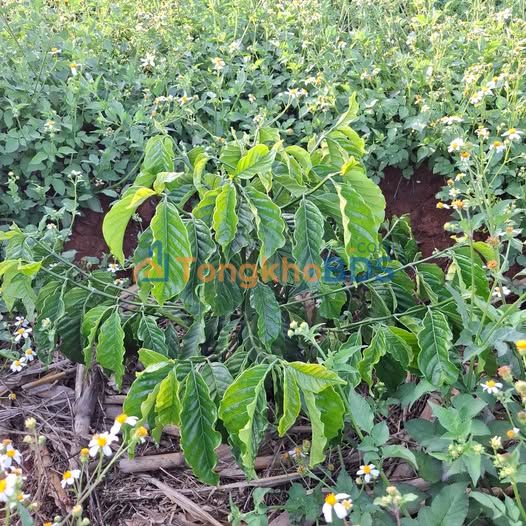 Đất vườn Tân Hà Lâm Hà 2000m² 1.4 tỷ - Giá đầu tư tốt