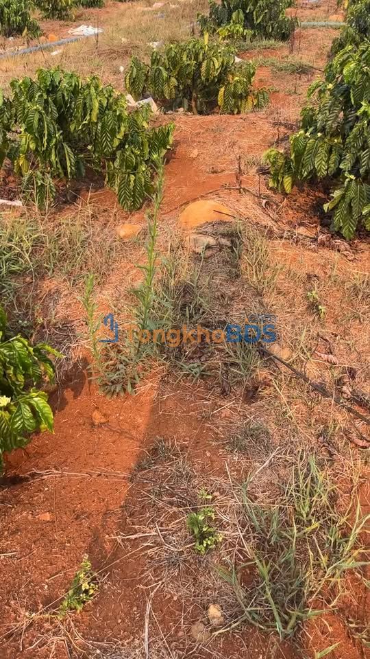 Đất vườn Tân Văn 1ha giá 5.3 tỷ - Giá đầu tư tốt