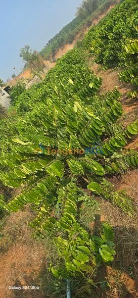 Đất vườn Tân Văn Lâm Hà 540m² giá 1.1 tỷ - Sinh thái xanh