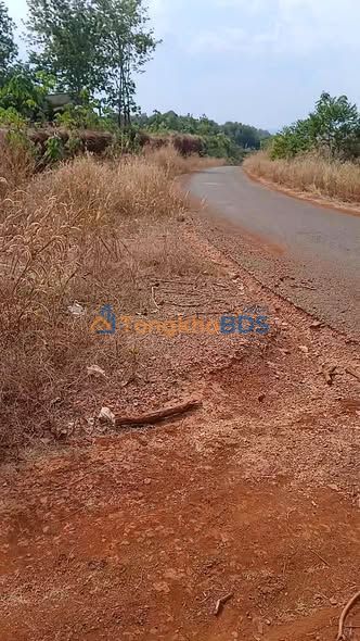 Đất vườn cao su Tân Lợi Bình Phước 9ha - Đầu tư dài hạn