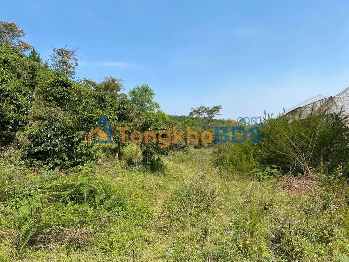 Đất vườn Lạc Dương 3000m² - Nghỉ dưỡng lý tưởng!