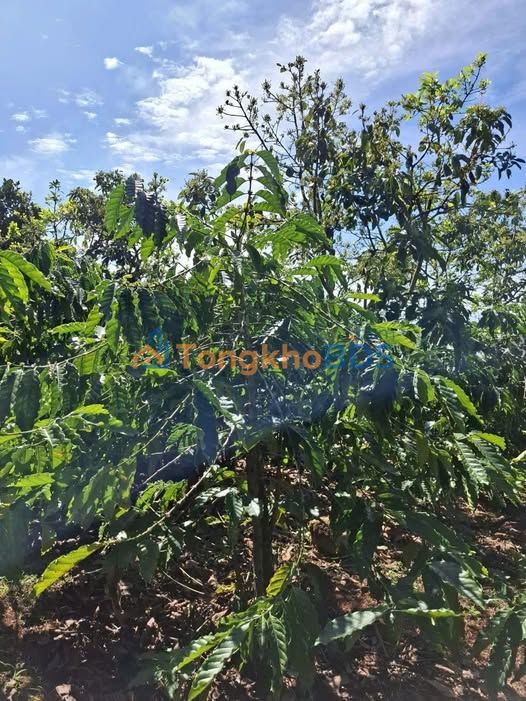 Đất vườn Tân Văn Lâm Hà 540m² - Nghỉ dưỡng lý tưởng