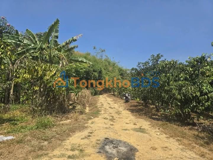 Đất vườn Lộc Bắc, Bảo Lâm 3096m² giá 1 tỷ - Sổ hồng rõ ràng