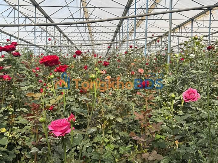 Đất Lạc Dương Lâm Đồng 1000m² giá 1.1 tỷ - Sổ đỏ chính chủ