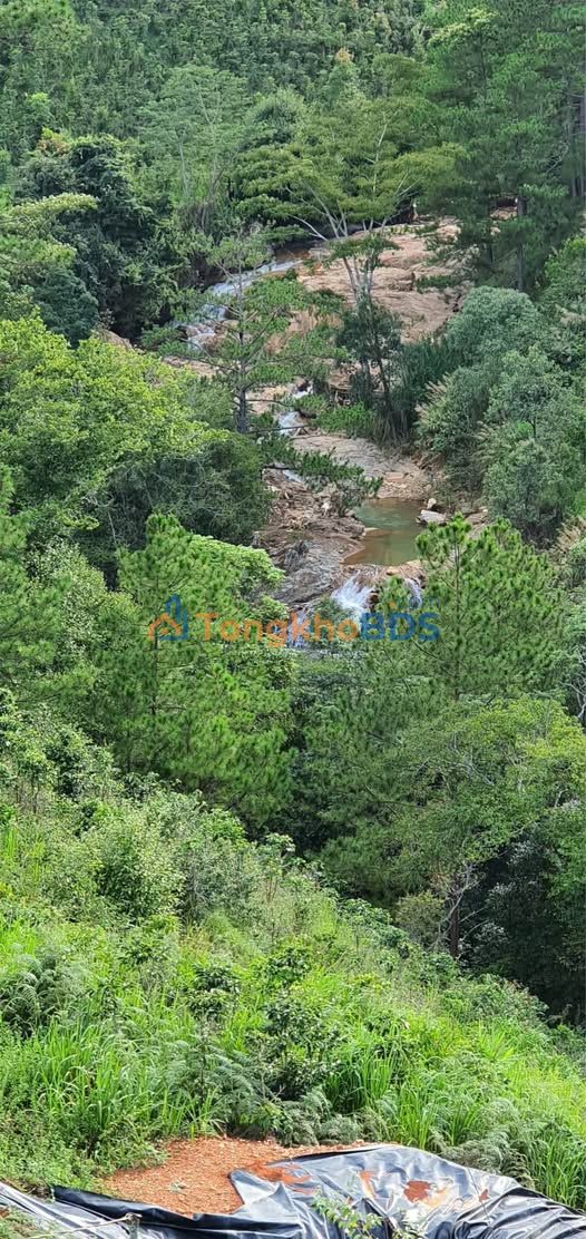 Đất vườn Lạc Dương 5.5ha giá 700 triệu/sào - Nghỉ dưỡng lý tưởng!