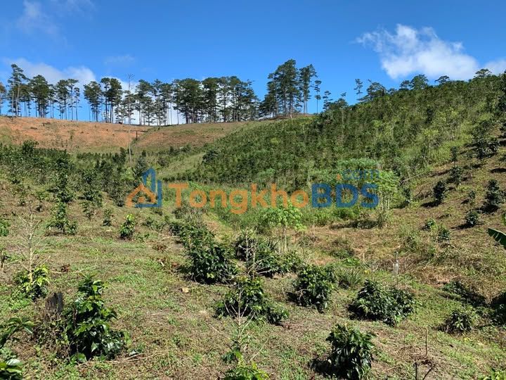 Đất vườn Đạ Nhim Lạc Dương 68.940m² - Sinh thái xanh