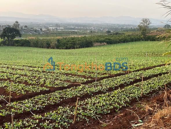 Đất vườn Lâm Hà 4771m² giá 2.4 tỷ - Nghỉ dưỡng lý tưởng!