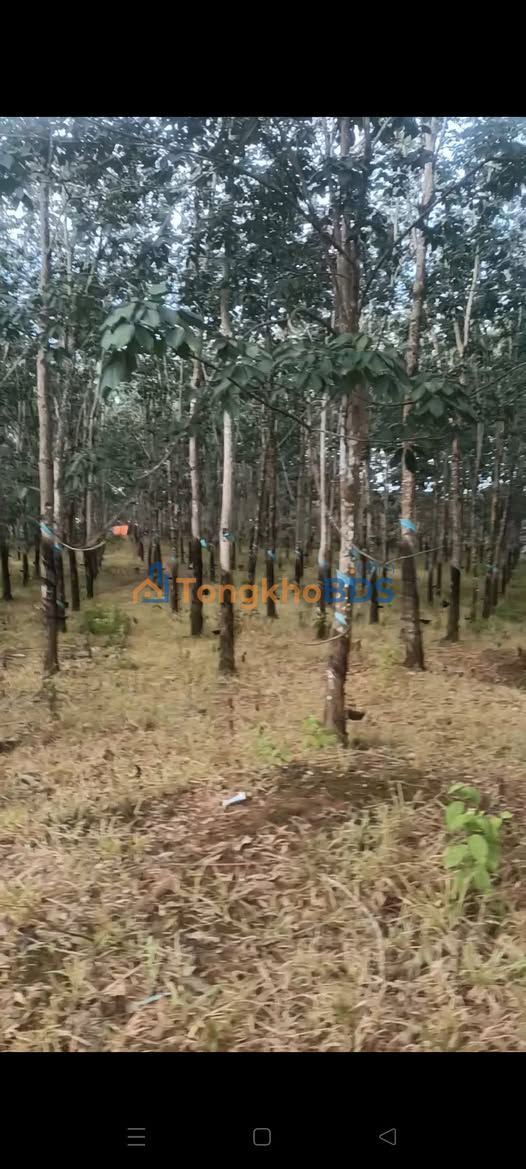 Đất vườn Bù Đăng Bình Phước 22.800m² - Sổ đỏ chính chủ!