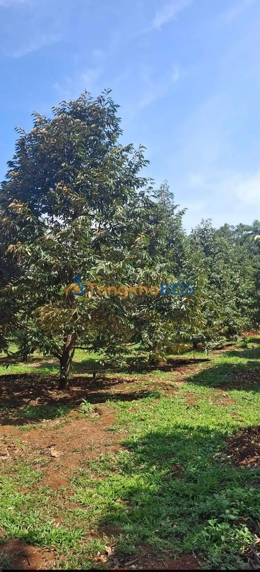 Đất vườn Phước Tân Phú Riềng 1ha - Sẵn sầu riêng thu hoạch!