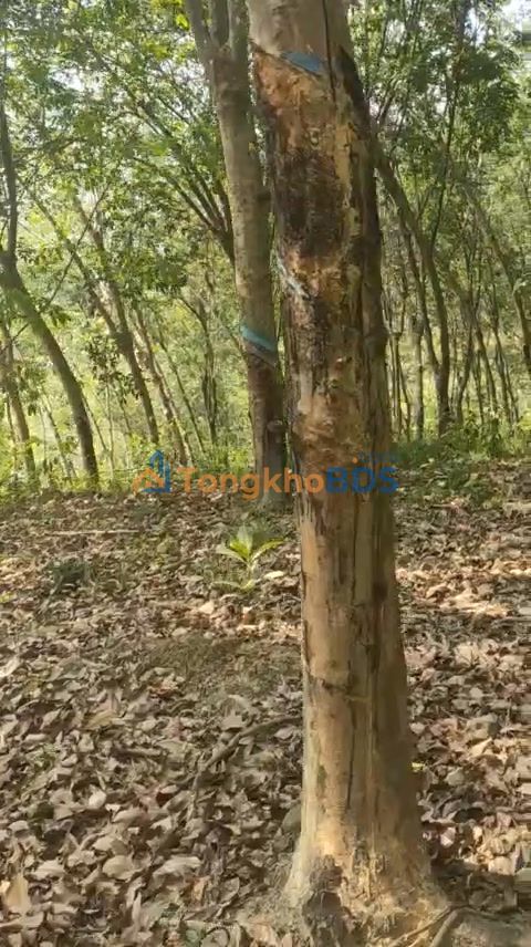 Đất vườn Bù Đăng 1.4ha giá 1.3 tỷ - Sổ đỏ chính chủ