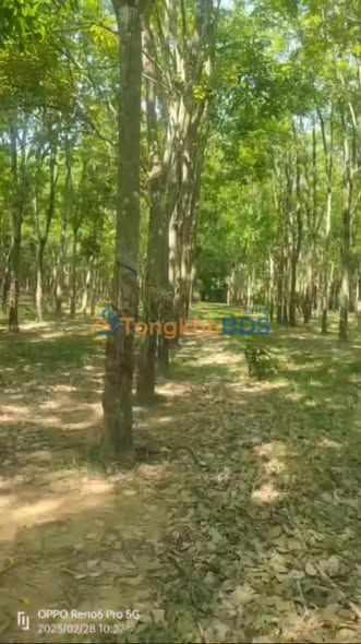 Đất vườn cao su An Phú Hớn Quản 2ha giá 3.1 tỷ - Giá đầu tư tốt!