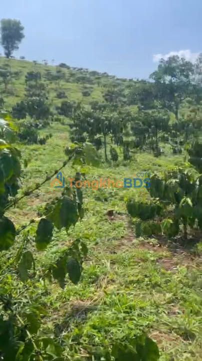 Đất vườn Lộc Bắc Bảo Lâm 9ha giá 37.5 tỷ - Giá đầu tư tốt!