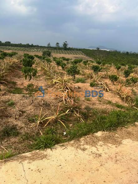 Đất vườn Tân Văn Lâm Hà 4.776m² - Giá đầu tư tốt