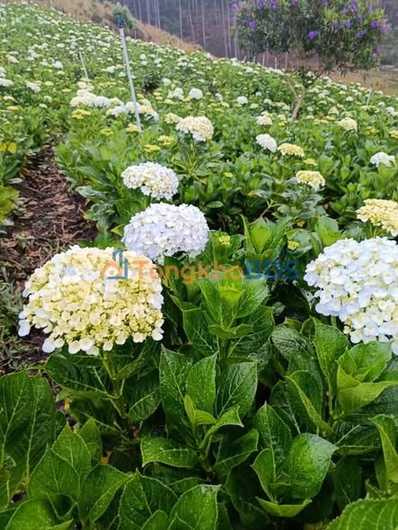 Đất vườn Đạ Nhim 1ha giá 1.3 tỷ - Nghỉ dưỡng lý tưởng!