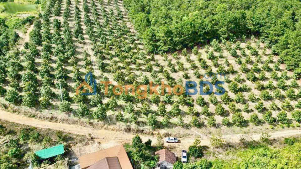 Đất vườn 10ha Lộc Châu Bảo Lộc - Nghỉ dưỡng lý tưởng!