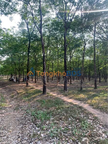 Đất vườn An Khương Hớn Quản 3240m² giá 1.15 tỷ - Tiềm năng tăng giá