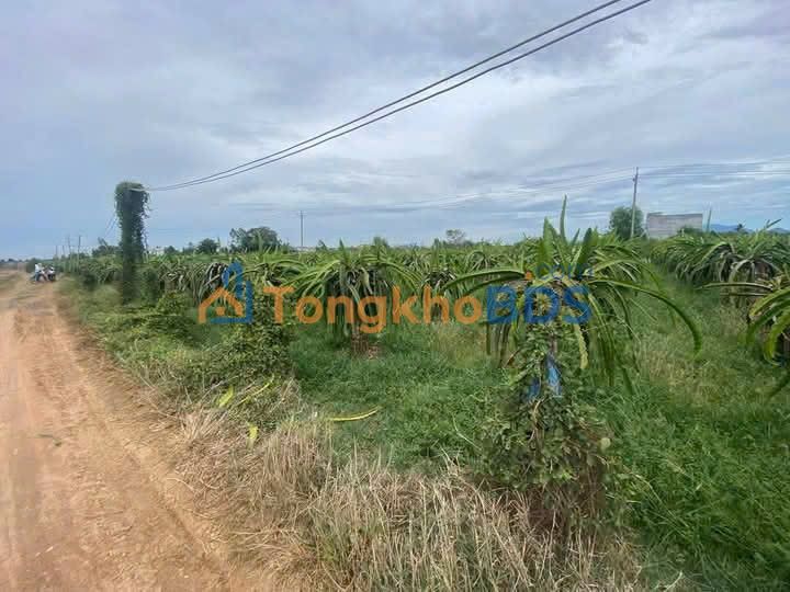 Đất vườn Hàm Mỹ 2000m² - Sinh thái xanh, đầu tư dài hạn