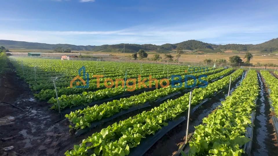 Đất vườn Đơn Dương 1440m² giá 1.8 tỷ - View Samten Hills cực đẹp