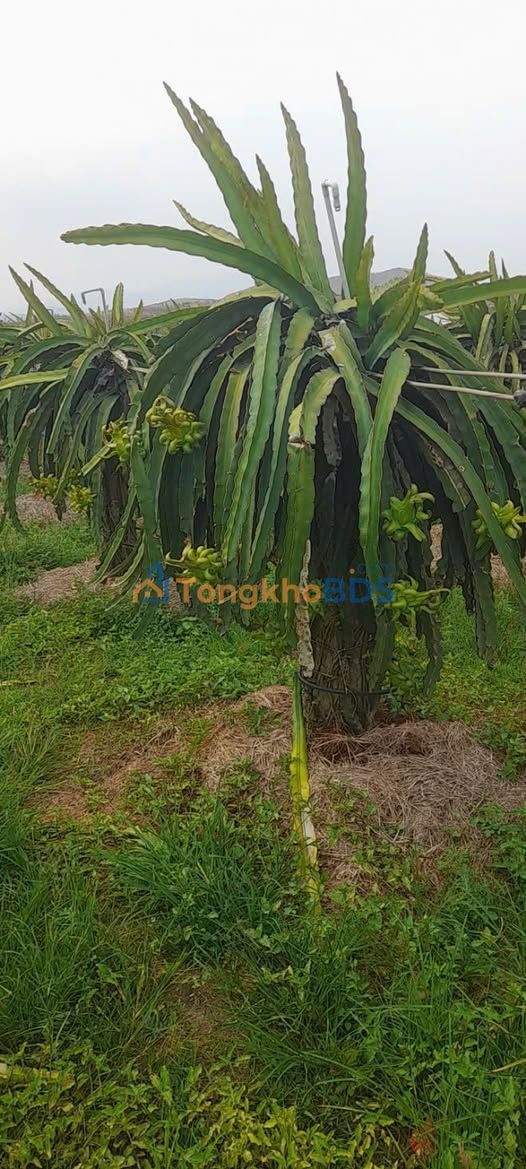 Đất vườn Hàm Minh 1.8ha giá 160 triệu - Sổ hồng sẵn!