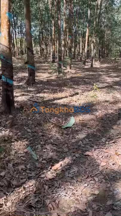 Đất vườn Phú Nghĩa Bù Gia Mập 30.000m² giá 4 tỷ - Giá đầu tư tốt!