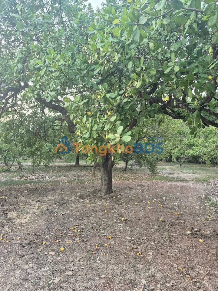 Đất Vườn Tân Lợi, Đồng Phú 1ha giá 1 tỷ - Sổ hồng rõ ràng