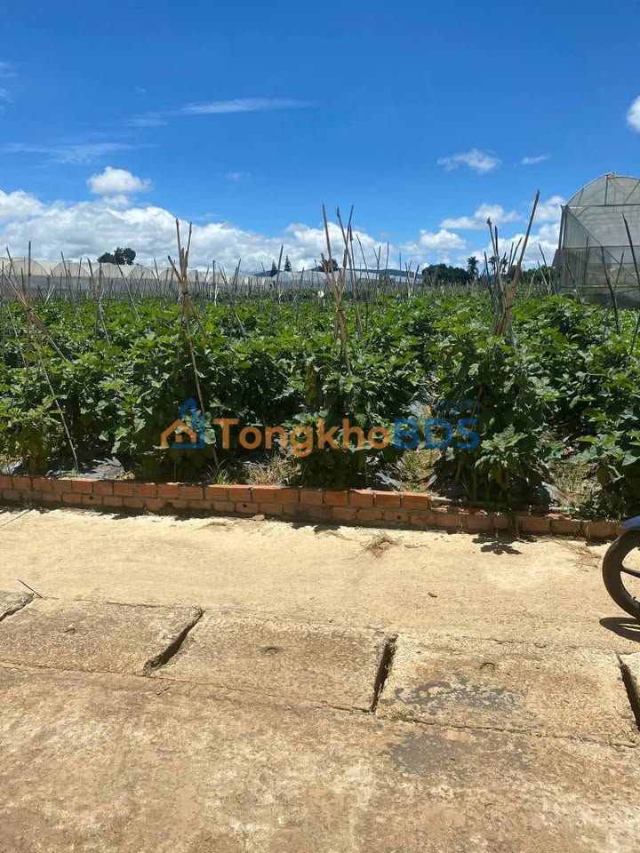 Đất nền Quảng Lập Đơn Dương 295m² 1.4 tỷ - Sổ đỏ chính chủ
