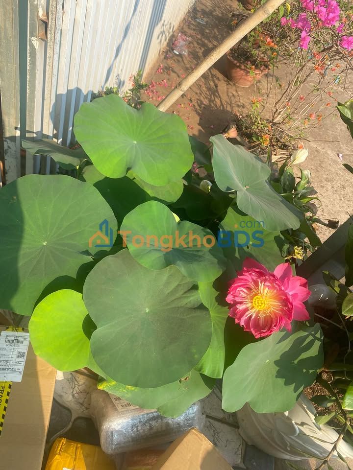 Đất nền Bình Long 300m² giá 700 triệu - Đường to ô tô vào tận nơi!