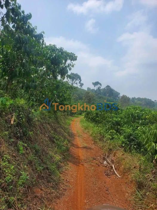 Đất vườn Bảo Lộc 2160m2 - Sổ đỏ chính chủ, tiềm năng tăng giá