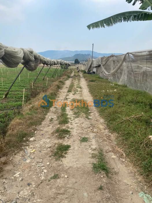 Đất vườn Lạc Xuân, Đơn Dương 980m² giá 950 triệu - Tiềm năng tăng giá!