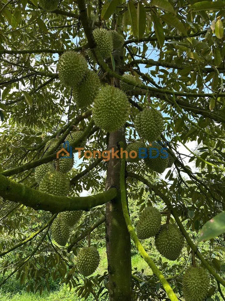 Đất vườn Chơn Thành 1000m² giá 190 triệu - Sổ hồng rõ ràng