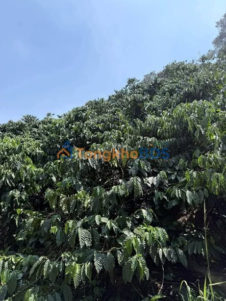 Đất vườn Đơn Dương 14.612m² giá 1.8 tỷ - Tiềm năng đầu tư tốt!