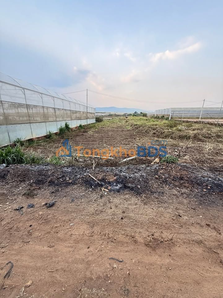 Đất Farm Quảng Lập Đơn Dương 1872m² - Tiềm năng tăng giá cao!