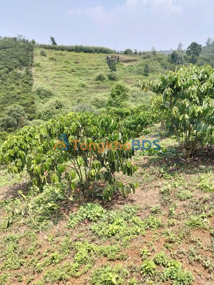 Đất vườn Lộc Thanh Bảo Lộc 1224m² - Sinh thái xanh