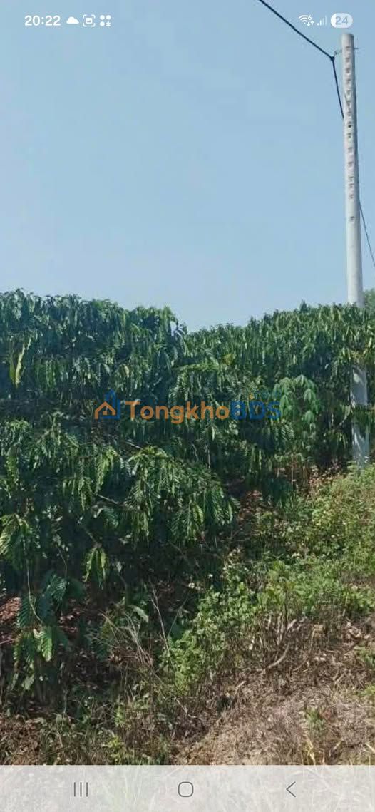 Đất Vườn Đan Phượng Lâm Hà 1ha giá 7 tỷ - View thiên nhiên đẹp