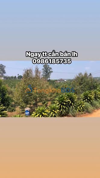 Đất vườn Tân Hà, Lâm Hà 2.520m² - Sầu riêng đang thu