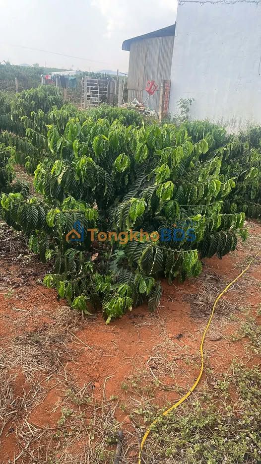 Đất vườn Nam Ban 1441m² - Nghỉ dưỡng lý tưởng!