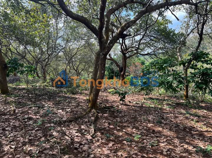 Đất rẫy Tân Lợi Đồng Phú 1.5ha giá 1.8 tỷ - Đầu tư dài hạn