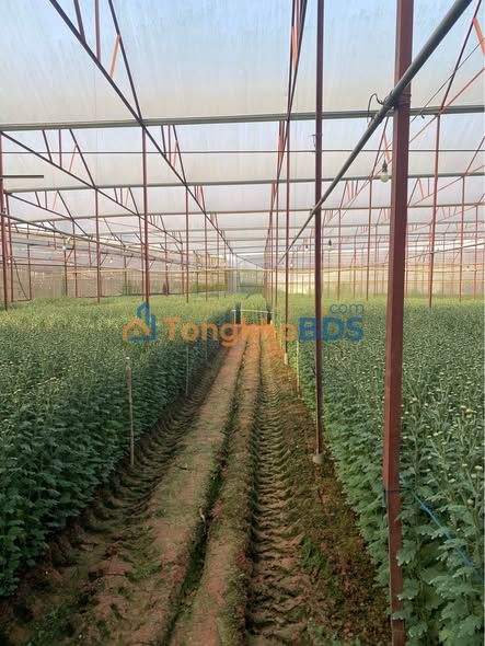 Đất vườn Lạc Dương 6000m² giá 21.67 tỷ - Đầu tư dài hạn!