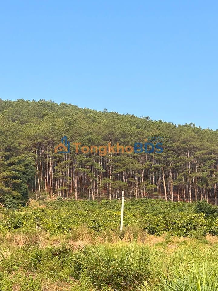 Đất nền Mê Linh Đà Lạt 725m² giá 1.45 tỷ - Đường to ô tô