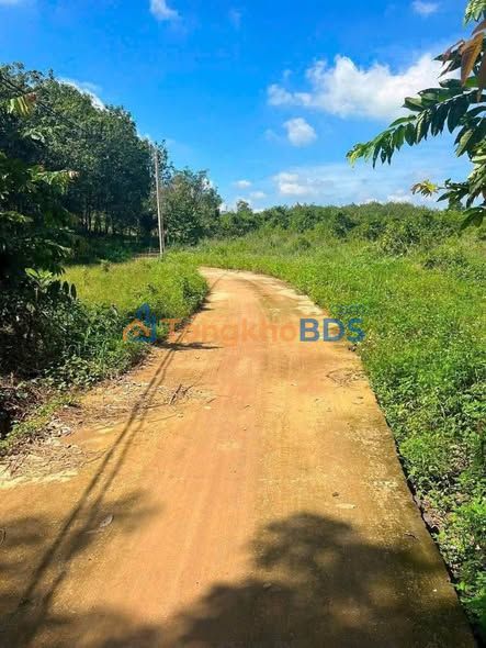 Đất vườn Đồng Tiến Đồng Phú 3500m² giá 7xx triệu - Tiềm năng tăng giá