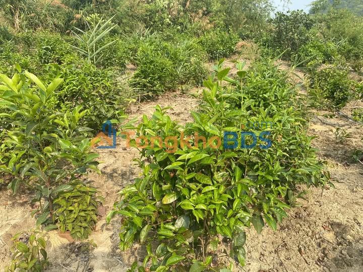 Đất vườn Lộc Bắc Bảo Lâm 1ha giá 550 triệu - Giá đầu tư tốt!