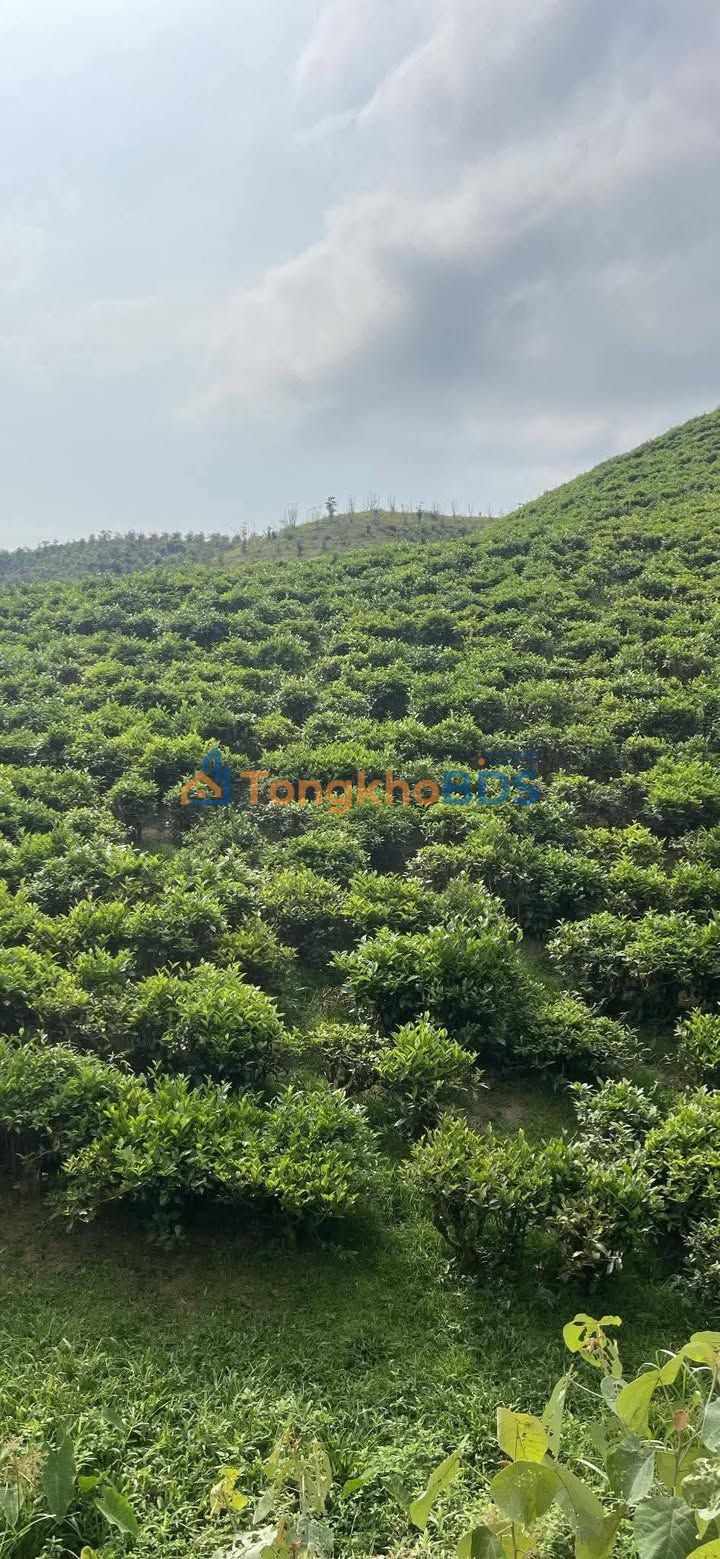 Đất vườn Đại Lào 1260m² giá 800 triệu - Đầu tư dài hạn!