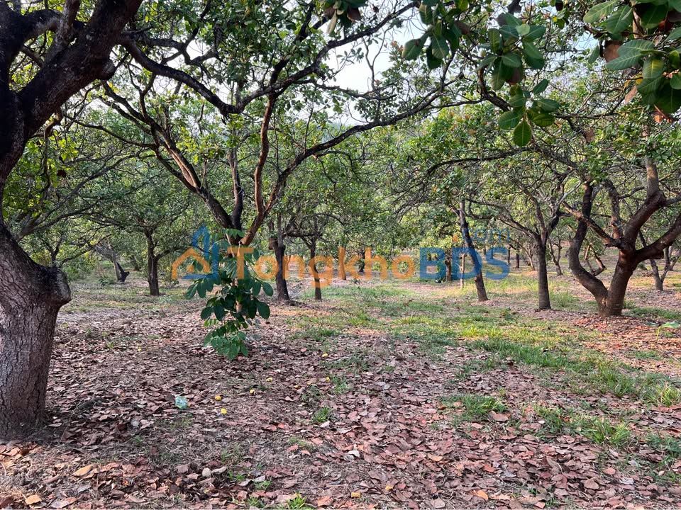 Đất rẫy điều 12.000m² Đồng Tâm 1,5 tỷ - Sổ đỏ