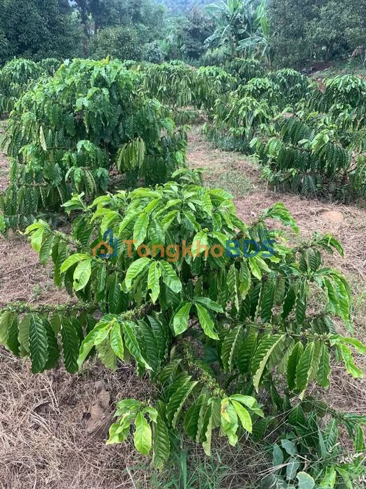 Đất vườn Bảo Lộc 8.1ha giá 400tr/sào - Đầu tư dài hạn sinh lời