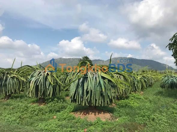 Farm Hàm Cường 10.000m² 1.3 tỷ - Sinh thái xanh