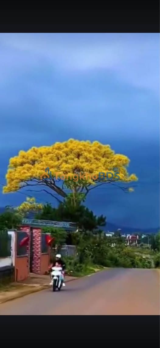 Nhà riêng Phan Đình Phùng Bảo Lộc 322m² giá 4 tỷ - Vị trí đẹp!