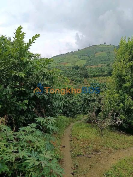 Nhà vườn Bảo Lộc 9.000m² giá 5.5 tỷ - Nghỉ dưỡng lý tưởng!